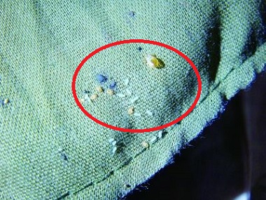 三水四害消杀中心教你怎么样快速除掉臭虫