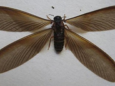 三水灭治白蚁——黑翅土白蚁的防治办法