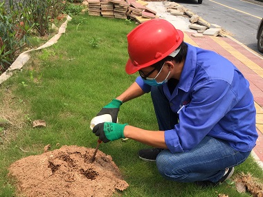 禅城红火蚁消杀站用什么农药杀死红火蚁