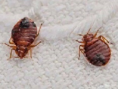 南海有害生物防控专业除臭虫专家消灭吸血臭虫的方法