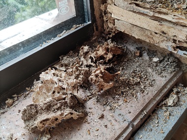 佛山白蚁预防机构怎么防治家里的白蚁