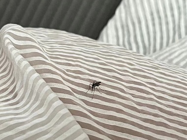 三水消杀蚊蝇站：分享4个方法 怎么驱除蚊子