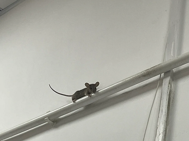 禅城除四害机构防止老鼠进入室内的有效方法