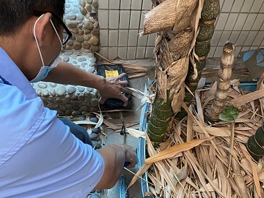 南海白蚁验收所：如何判断家里是否有白蚁入侵