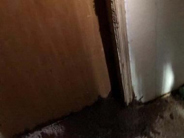 顺德白蚁备案公司群体社会是白蚁的生物特性