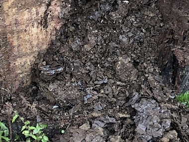 顺德杀灭白蚁中心白蚁科普：长命蚁后与角色分工