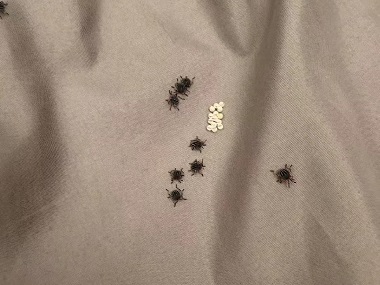 佛山病媒生物防控站床上有臭虫怎么办