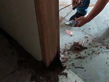 高明白蚁防治机构白蚁危害传播有三大途径