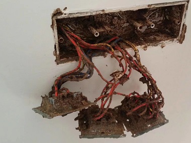 禅城白蚁消杀机构卫生间为什么会有白蚁